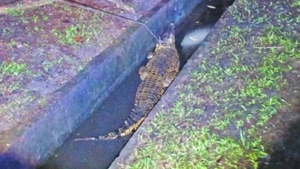 Second Crocodile In A Week! 7-Foot Reptile Captured From Drain In Kota Kinabalu