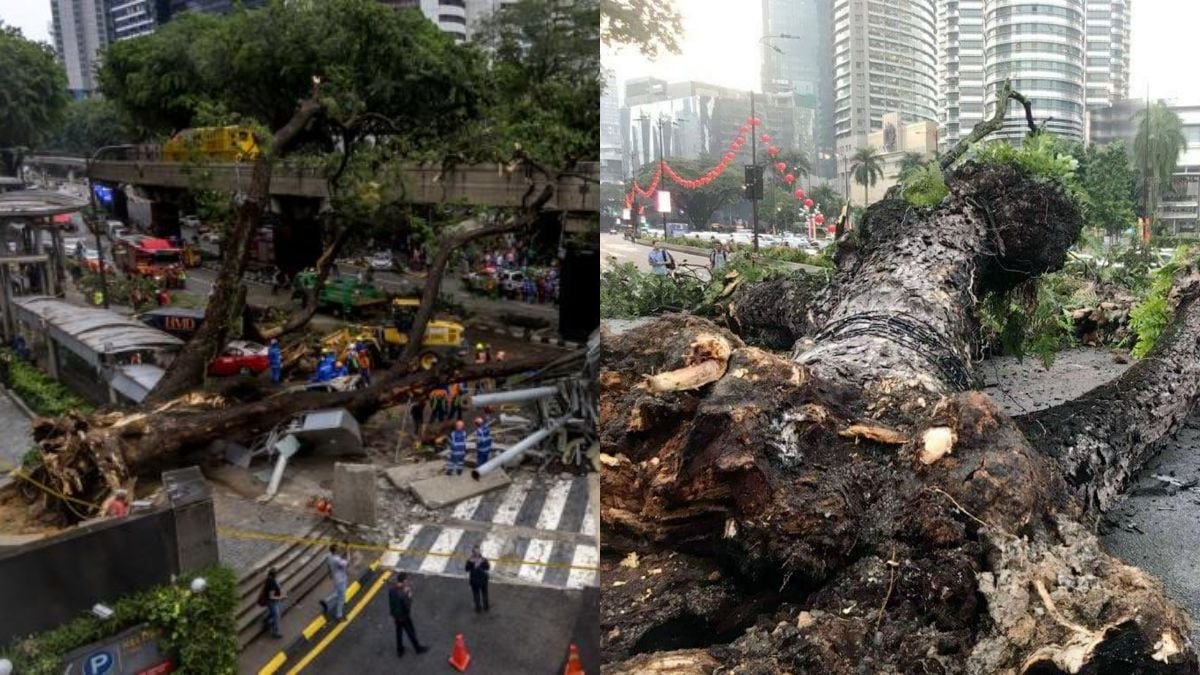 Why Do Trees Keep Falling in KL and How Can We Prevent These Incidents?