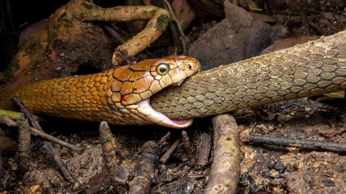 Rare Sight: King Cobra Cannibalism Captured For The First Time in Singapore