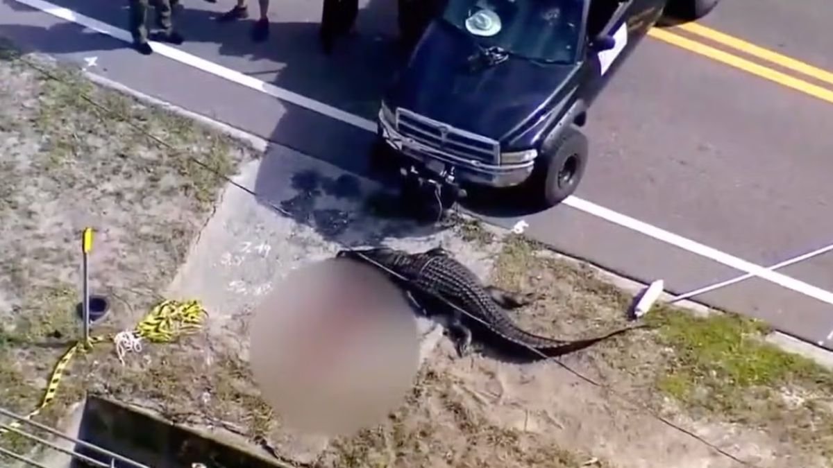 Shocking! New Footage Reveals Horrifying Moments After 14-Foot-Alligator Killed Florida Woman