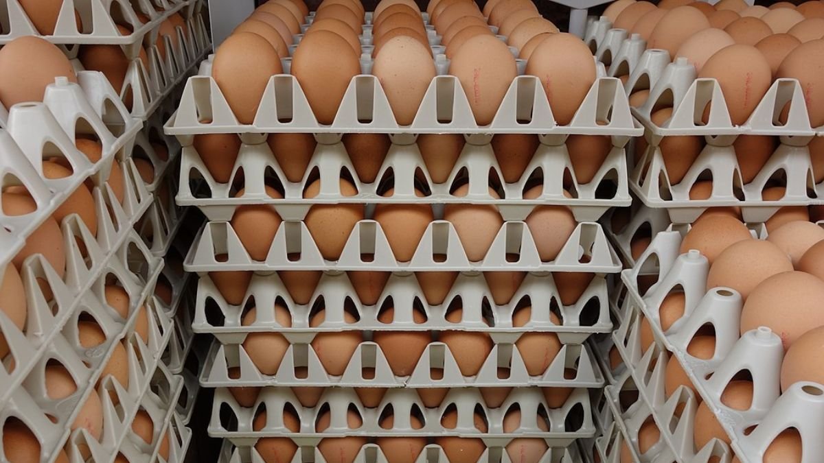 PM Anwar Announces Three Sen Cut in Egg Prices: What Led To This Decision?