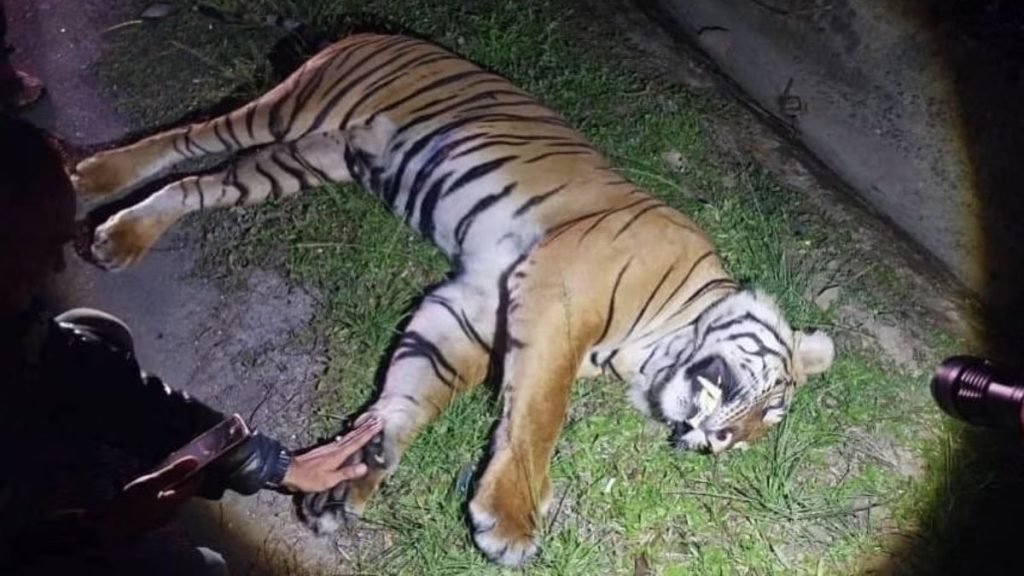 Malaysian tiger died due to collision